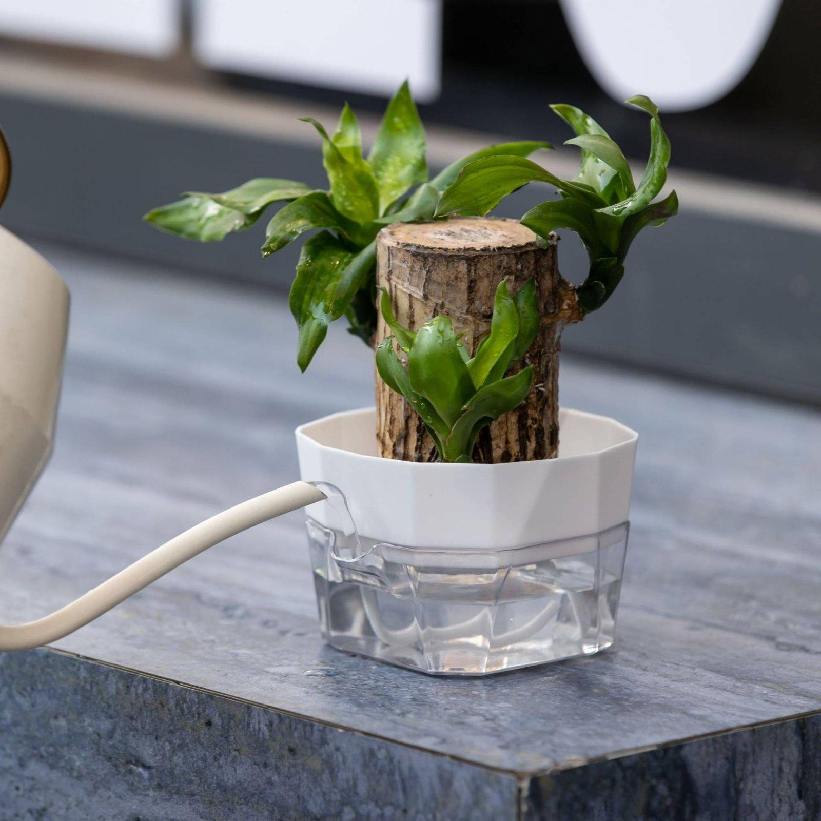 Гидропонная ваза с двумя слоям – обзор и цена Plant Pot