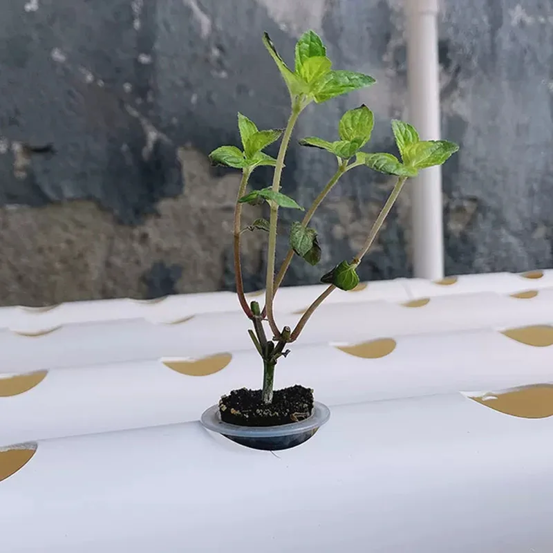 Набор для беспочвенного выращи – обзор и цена Hydroponic Kit